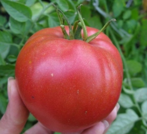 Pink Tomato Cardinal 